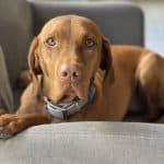 Vacuum cleaners Ruislip. If you have a pet that sheds hair we have vacuum cleaners that can help